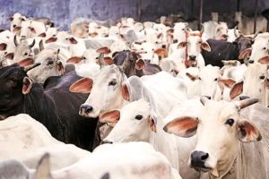 Cows cost more than cars, butchers lament as cattle prices hit ₦2.5m