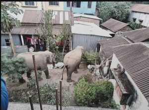 Panic in Oyo as wild elephant attacks residents