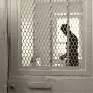22-year-old sentenced to 20 years in prison for raping his mother